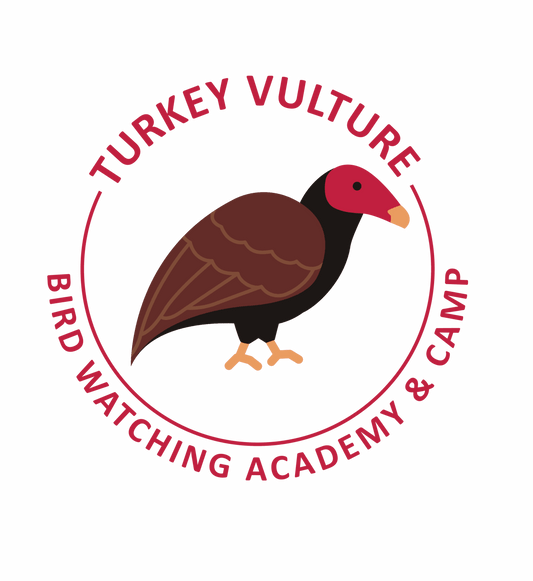 Turkey Vulture