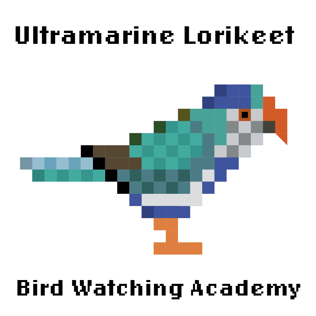 10 Amazing Facts about Ultramarine Lorikeets