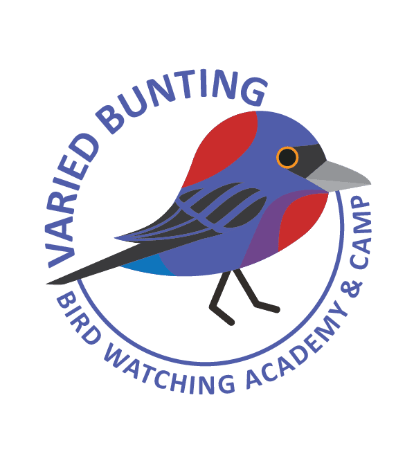 Varied Bunting