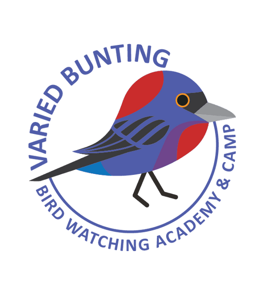 Varied Bunting