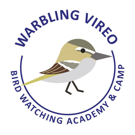 Warbling Vireo