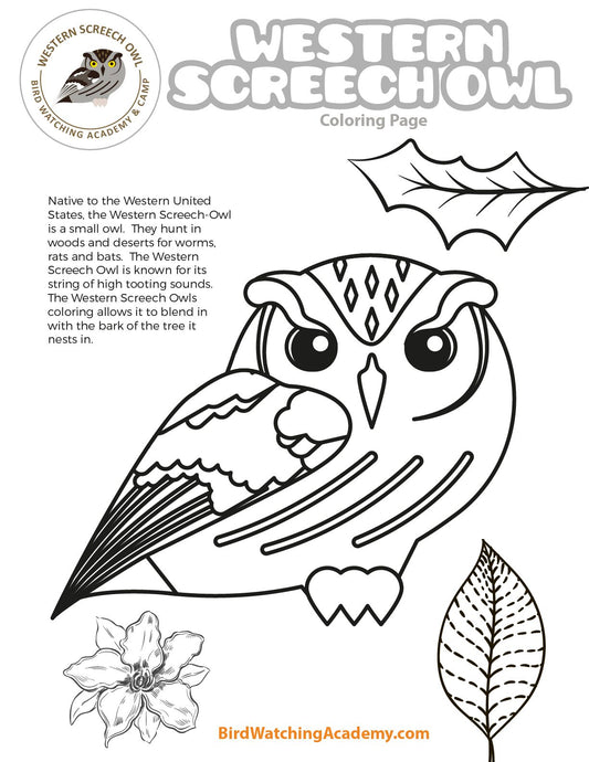 Western Screech-Owl Coloring Page