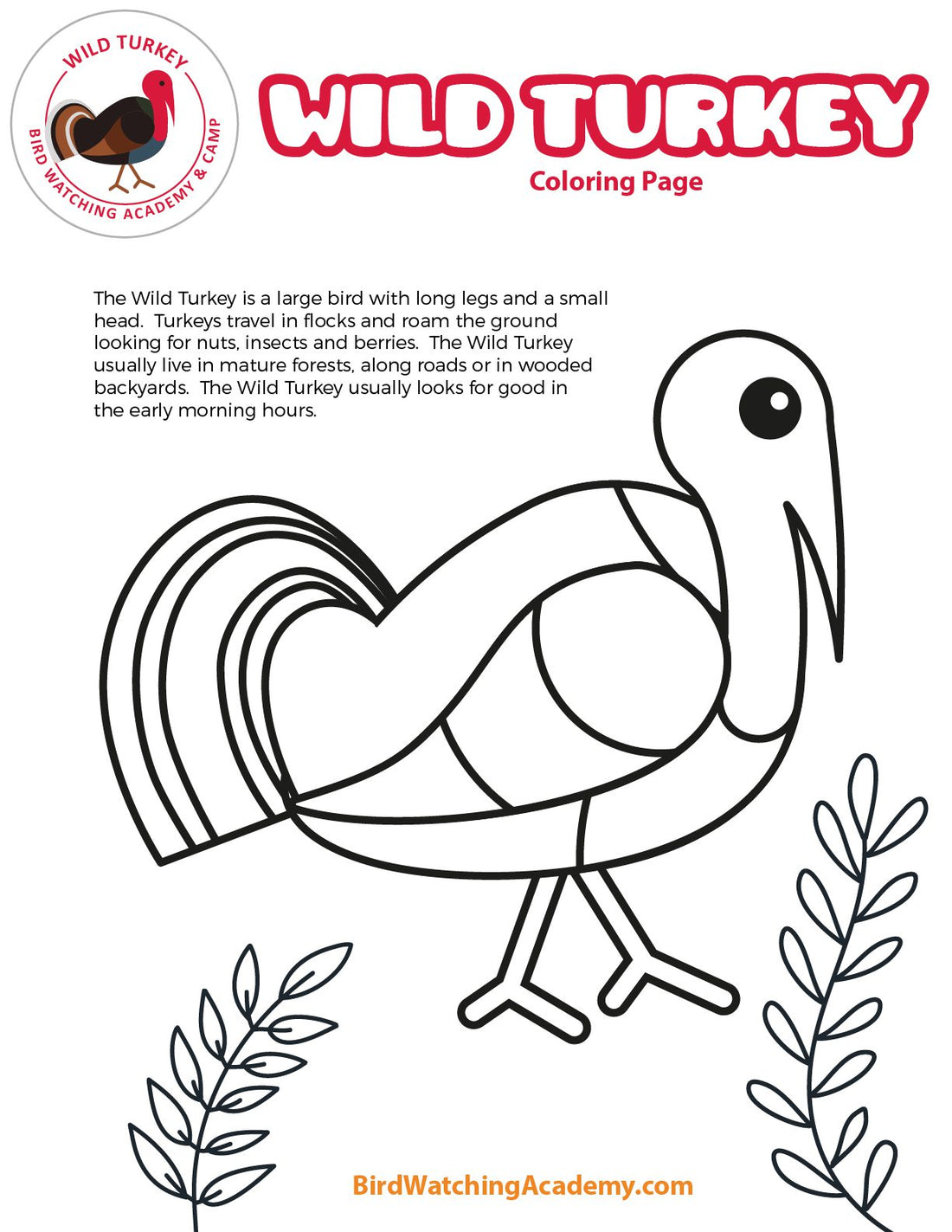 Wild Turkey Coloring Page