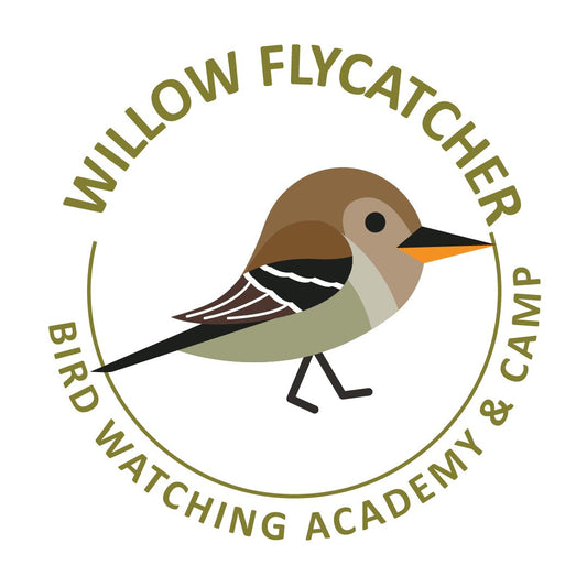 Willow Flycatcher