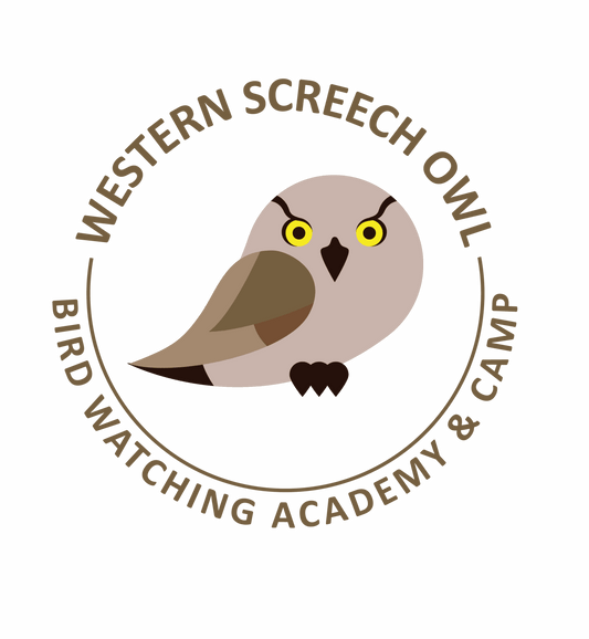 Western Screech Owl