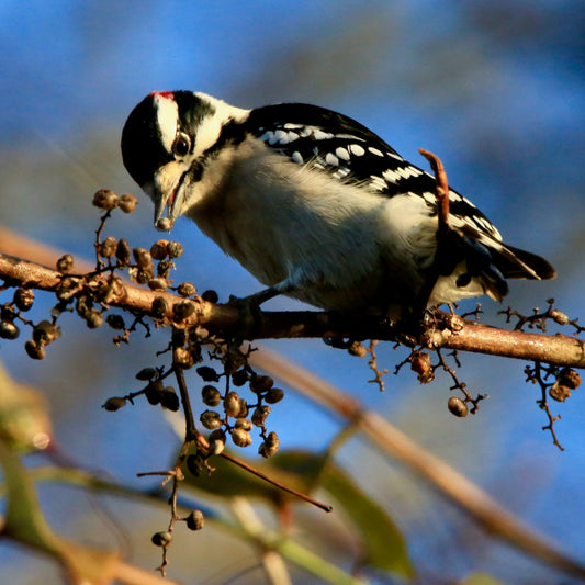 Bird Study Unit Lesson 9: What Birds Eat