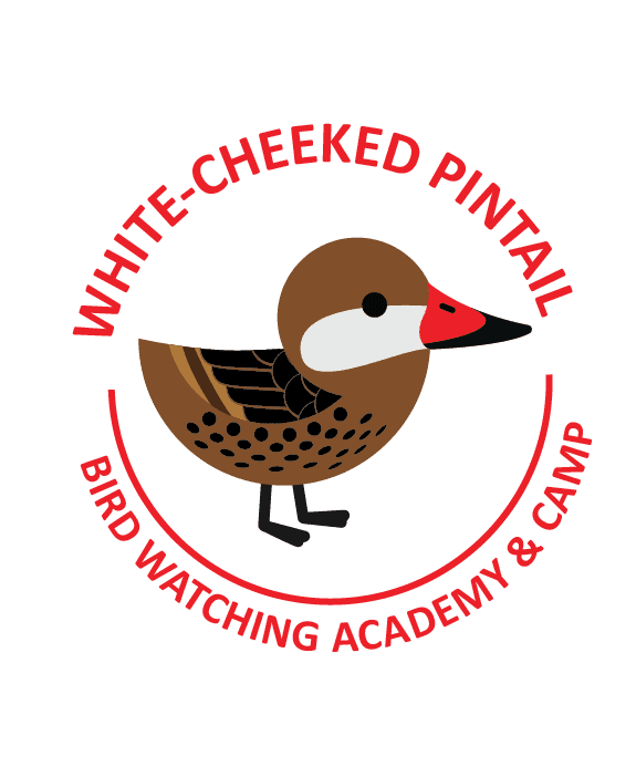 White-cheeked Pintail