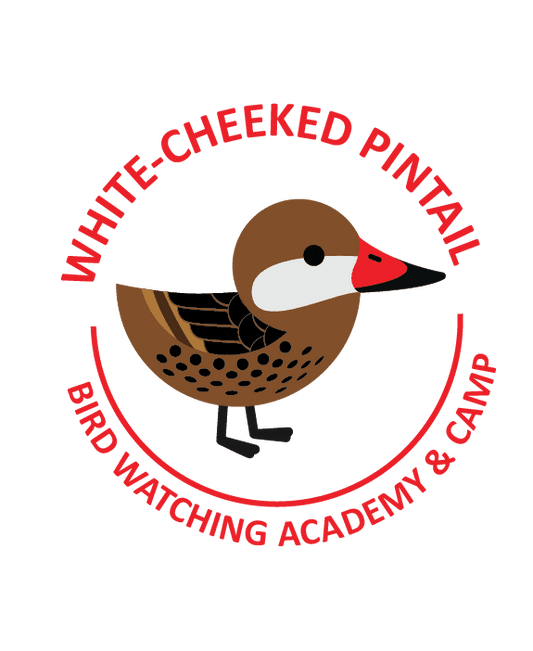 White-cheeked Pintail