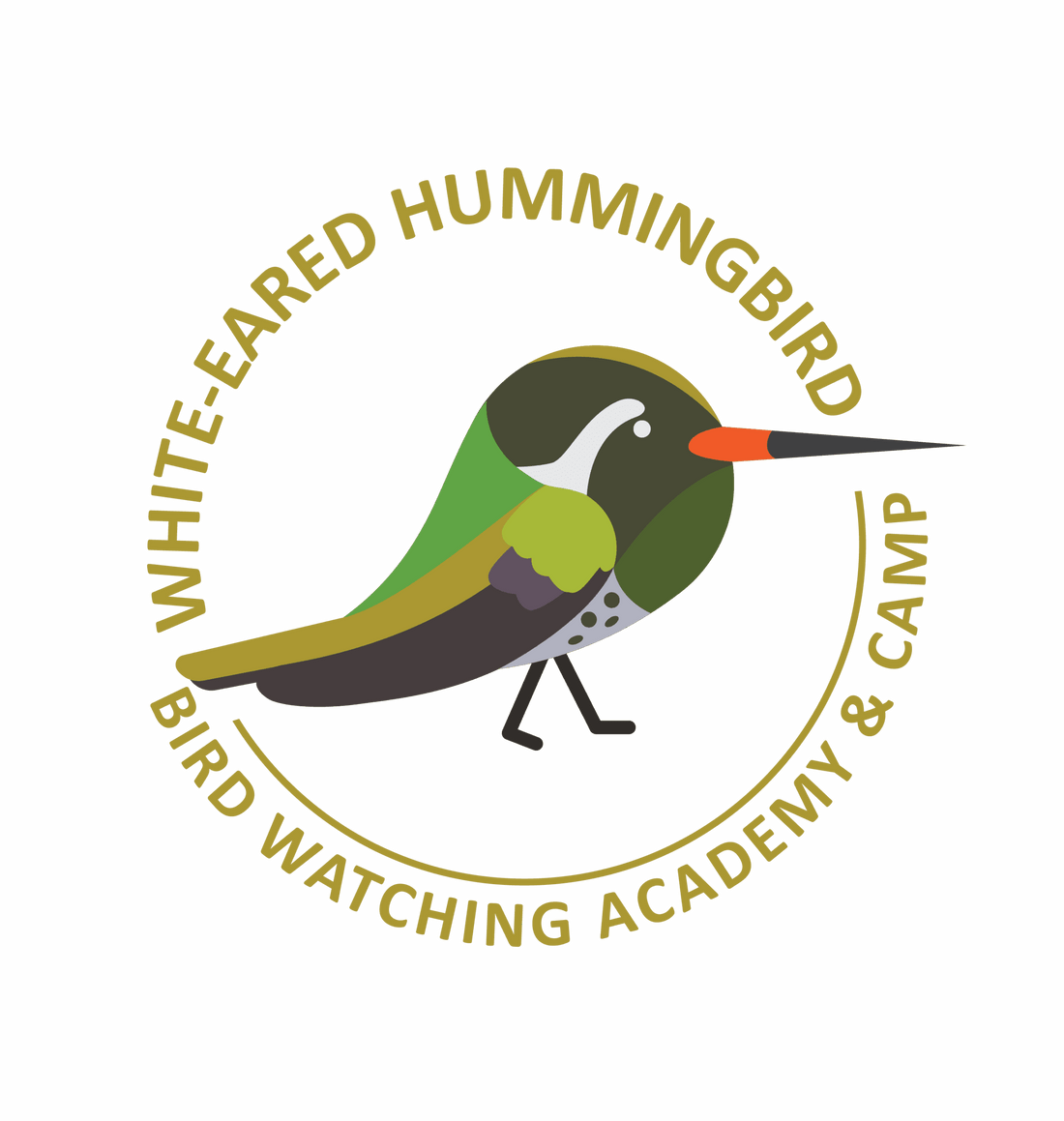 White-eared Hummingbird
