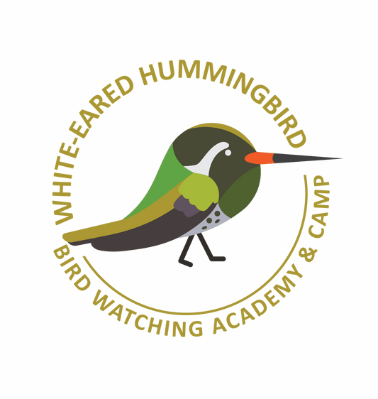 White-eared Hummingbird