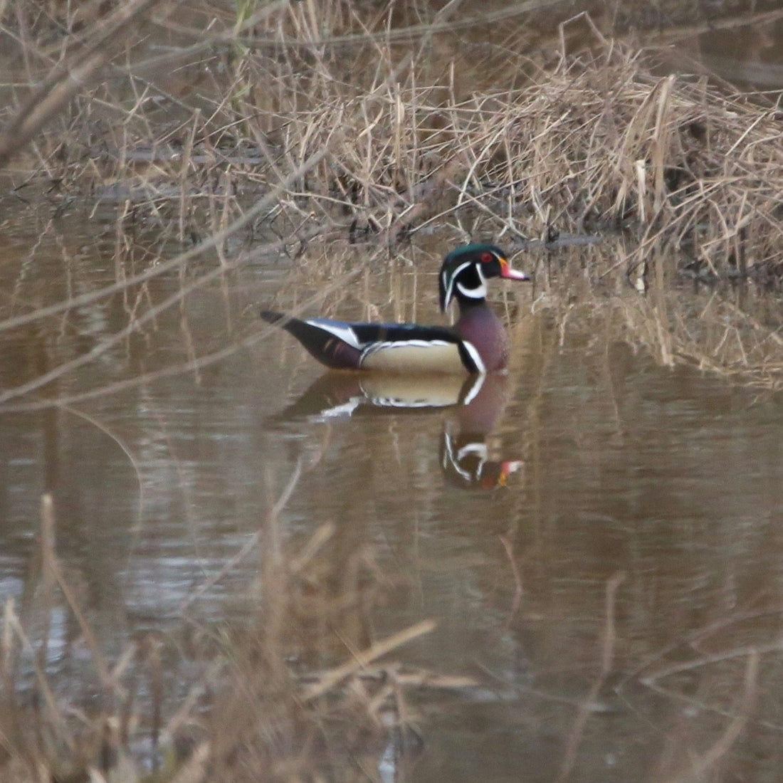 10 Amazing Facts About Wood Ducks