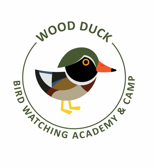 Wood Duck