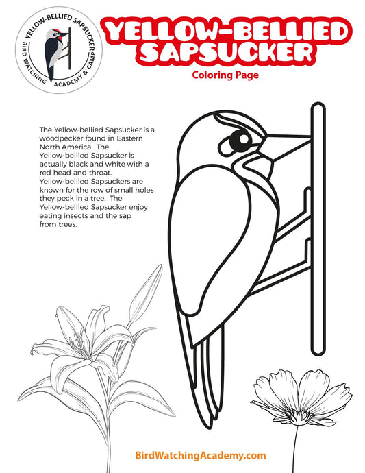 Yellow-bellied Sapsucker Coloring Page