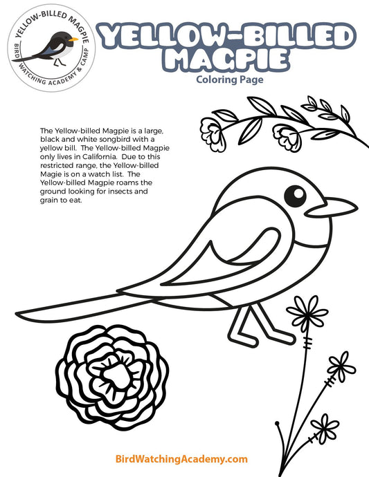 Yellow-billed Magpie Coloring Page