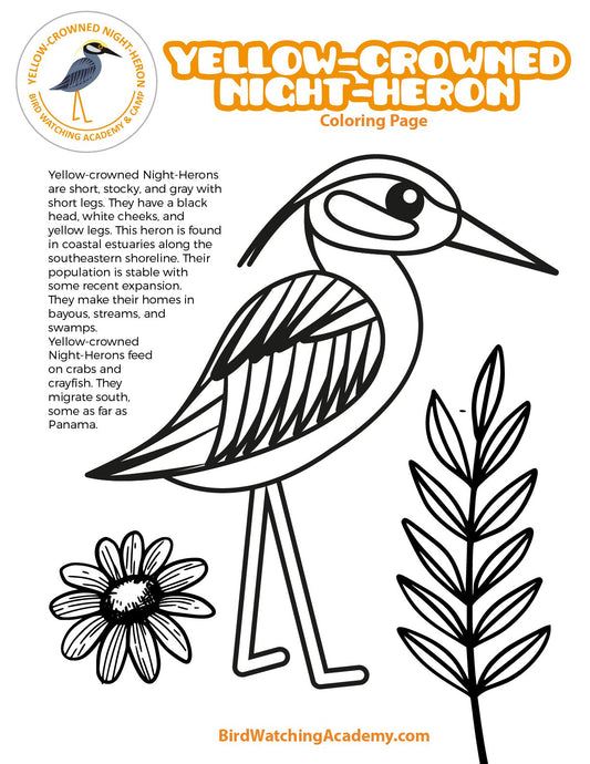 Yellow-crowned Night-Heron Coloring Page