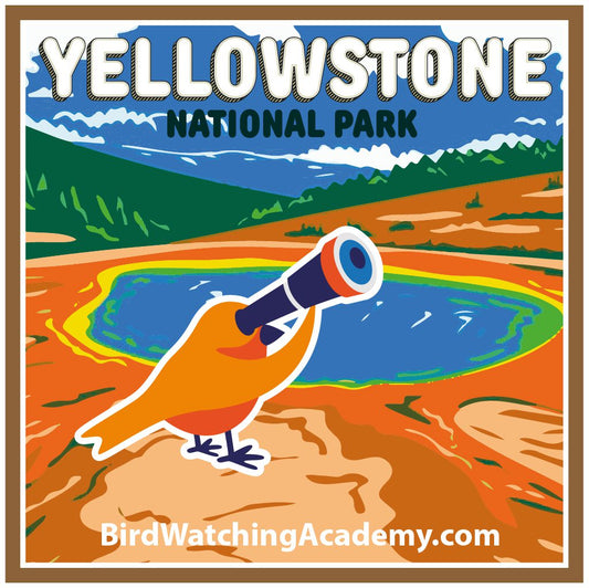Bird Watching in Yellowstone National Park