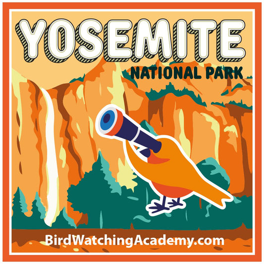 Bird Watching in Yosemite National Park