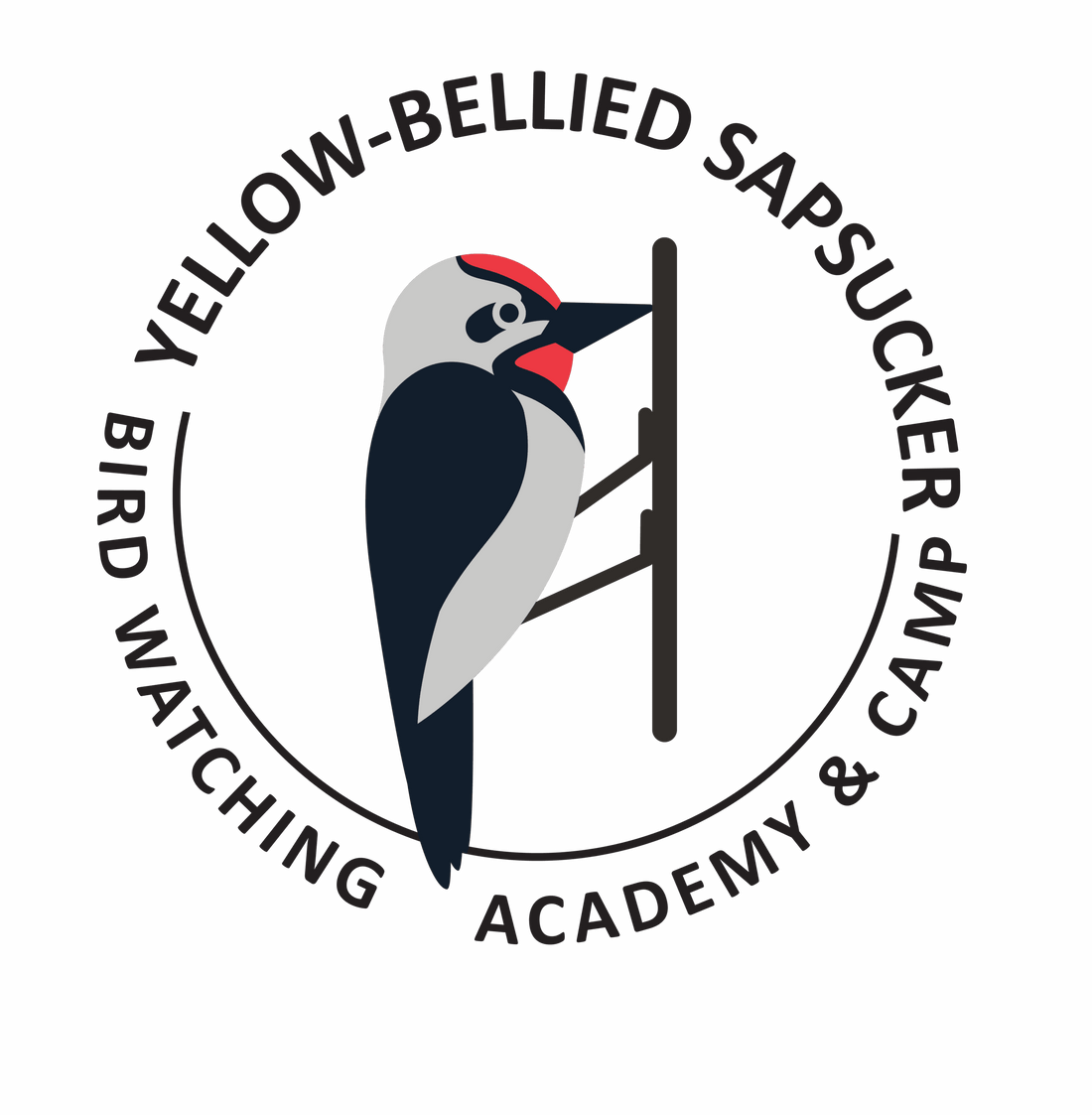 Yellow-bellied Sapsucker