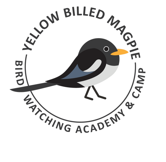 Yellow-Billed Magpie