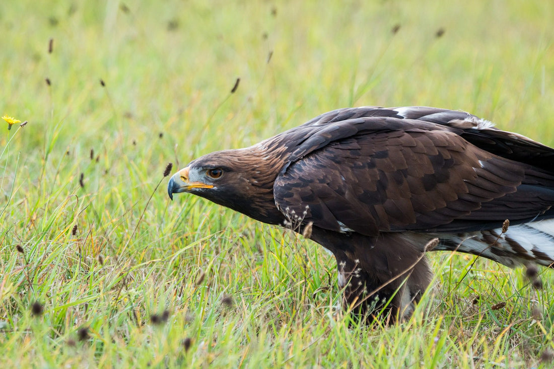 10 Amazing Facts About Golden Eagles